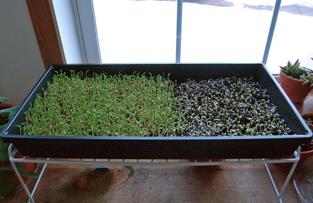 Windowsill Salad: 5 Greens You Can Grow Anywhere Posted on January 12, 2016 by Sophia Bielenberg For years I bemoaned the arrival of winter, as much for the shortage of local vegetables as for the