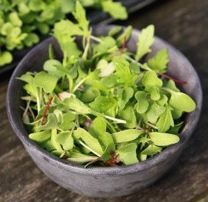 They re grown in the same way as arugula, and likewise can be harvested at almost any stage, from just cotyledons to baby-sized leaves.