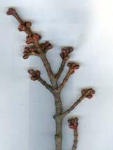 ..16,17 Ironwood (Ostrya virginiana)...18,19 Largetooth Aspen (Populus grandidentata).