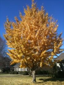 Shantung Maple Yellow in Fall Up to 20-25 tall