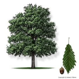 65, 95, 200 Shade Trees Mexican White Oak
