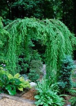 Willow 20 Gallon $275 Weeping Cypress: 30 gallon ON SALE