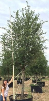 tall 12-20 wide Carolina Sapphire Arizona Cypress