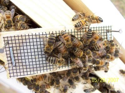5 kilogram of live bees without brood or combs. A one-kilogram package contains approximately 8,000 bees, and a 1.5 kilogram package contains 12,000 bees.