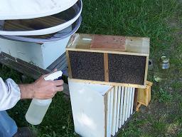 Spraying a package of bees with sugar syrup Photo courtesy of honeybeesonline.