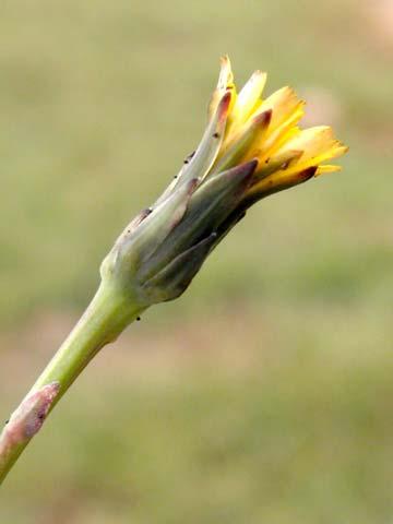 coronopifolia Congdon