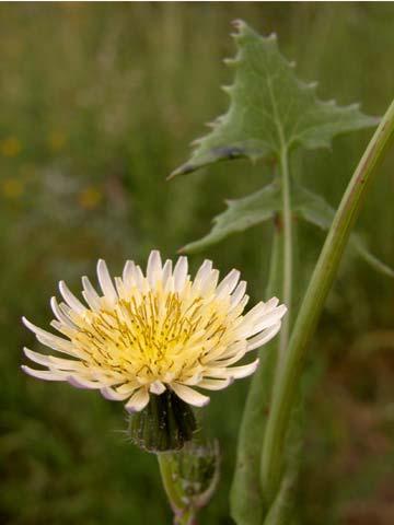 of 11 Prickly Sow Thistle