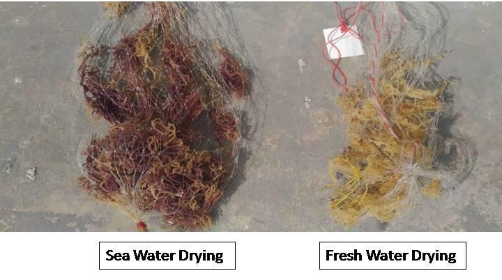 3. Result and Discussion Economically, sea-water drying is less costly but fresh water drying was recorded to have resulted in better quality (figure. 2 and table 1).