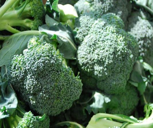 Specification VARIETIES ian Fresh Broccoli A-0022 Broccoli Also known as calabrese (it is