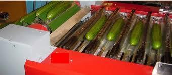 Specification ian Cucumber A-0024 ian cucumber.