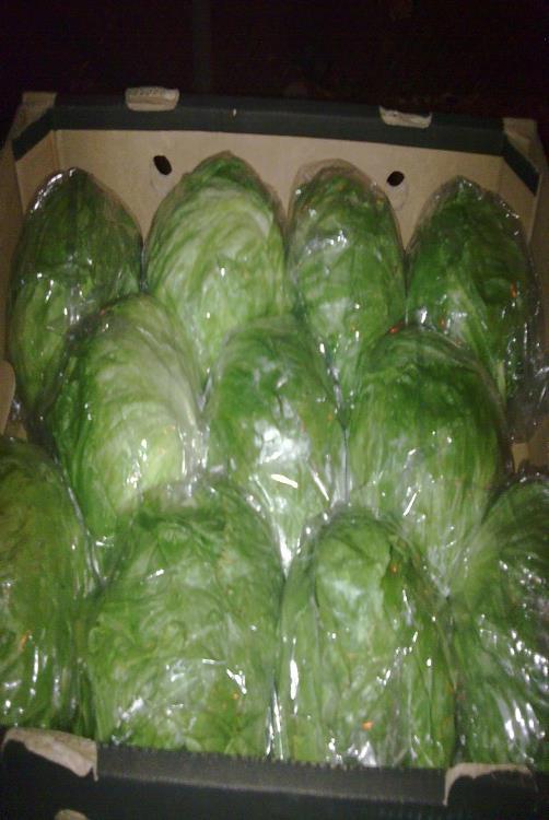 Specification ian Cabbage A-0025 Cabbage is a rich source of vitamin C and vitamin K,