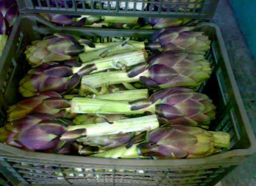 Specification Artichokes A-0028 Artichoke contains the bioactive agents apigenin and luteolin.