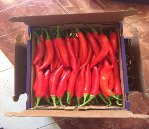 Specification ian Hot Chili A-003 ian Hot Chilies With their attractive brightly coloured, smooth, shiny skins, chilies range from mildly hot to
