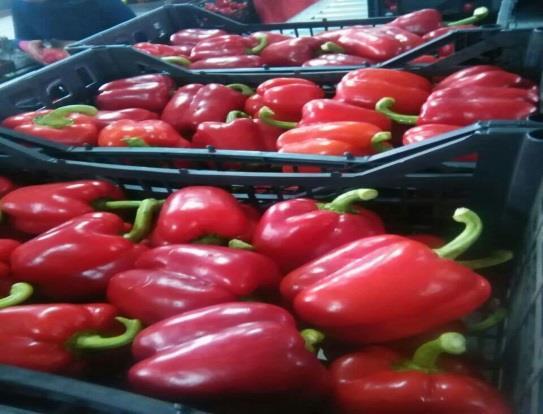 Specification Pepper " Capsicum'' A-005 "ian Capsicum "Peppers Brightly coloured and sweet flavoured, peppers (also known as bell peppers) are a