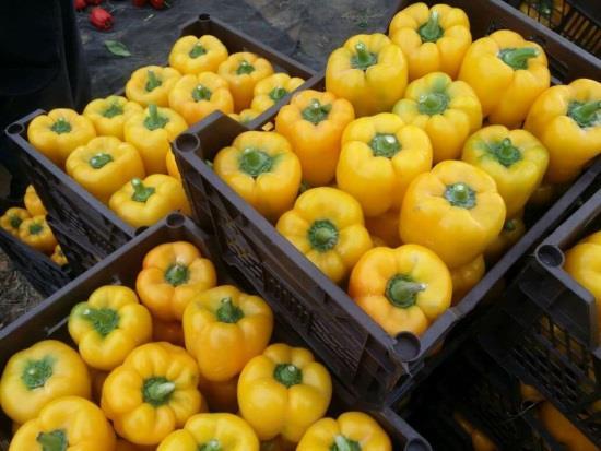 When buying look firm textured, bright and shiny peppers, and bear in mind that orange, red and yellow varieties have a sweeter flavour than green