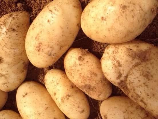 Specification Potatoes A-008 Potato supplies complex carbohydrates essential energy and a very low amount (about 0 percent) of protein. One serving (a 5.