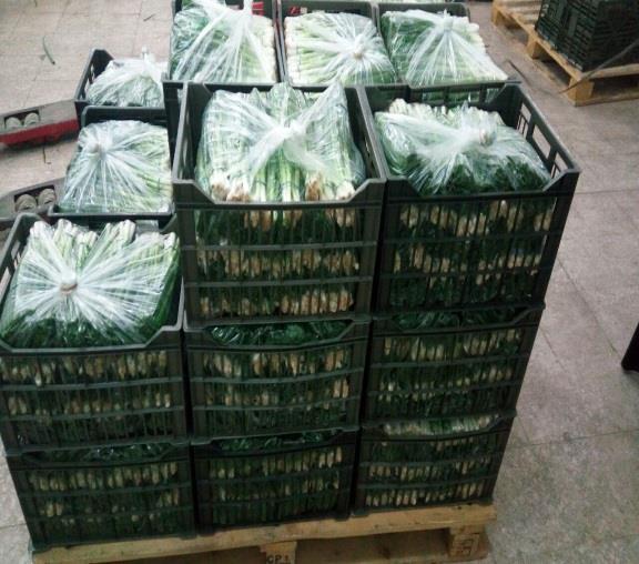 Specification Fresh Spring Onion A-009 ian Spring Onions Spring onions are useful adding a marked onion