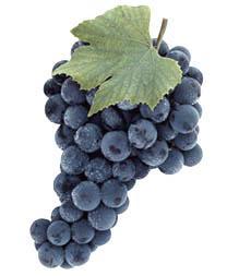 Grape colour correlates with wine