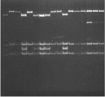 north-western region of Croatia. The PCR products were digested with HaeIII (a) and MspI (b), and loaded onto each of the recast 6% poly (NAT) gels as follows.