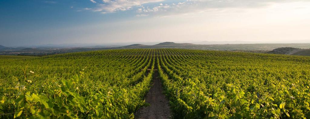 vino je zemljin odgovor suncu wine is the earth s answer to the sun BENKOVAC dalmacija Na Mediteranu, na toj vjetrometini civilizacija, gotovo na raskrižju epoha, nalazimo Benkovac, mjesto u