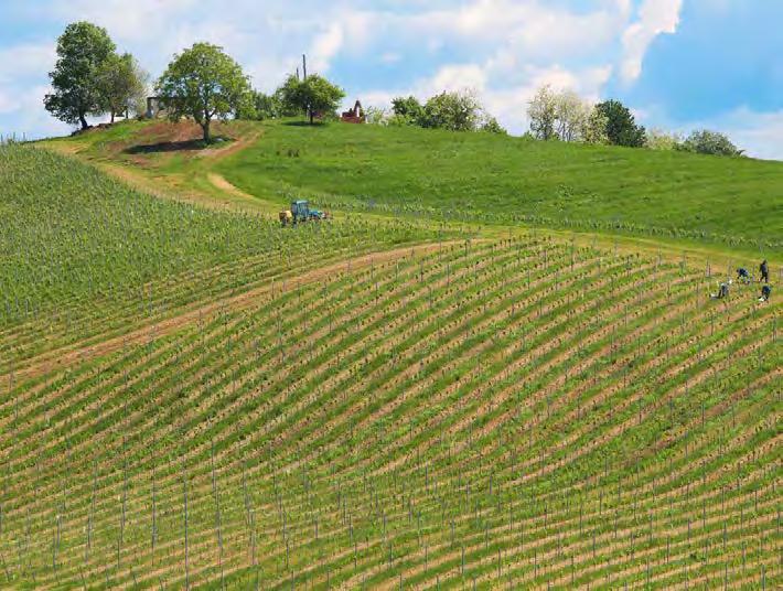 Mikroklimatski uvjeti na ograničenim lokalitetima daruvarskog vinogorja posebno pogoduju iznimnim osobinama daruvarskih vina.