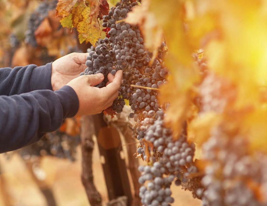 Cuvée BENKOVAC Vino Cuvee Benkovac spoj je najpoznatijih svjetskih sorti crvenog grožđa i kombinacija različitih pozicija vinograda benkovačkog vinogorja.