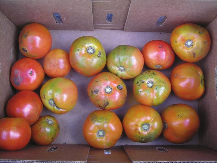 for 2013 and ranked among one of the nicest tomatoes out of the 26 evaluated.