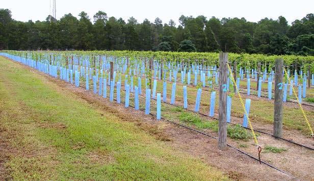 Future of the UGA muscadine program Moved to Tifton - 2000 Expanding genetic base by incorporating new unrelated