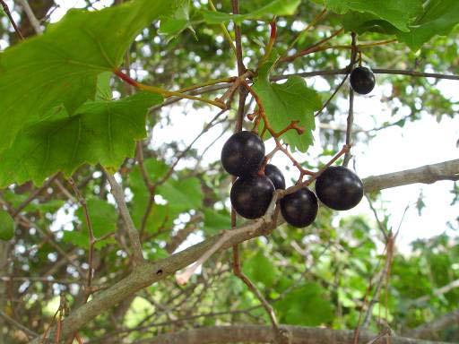 Native Muscadines Found growing wild throughout the Southeast. Excellent regional adaptation.