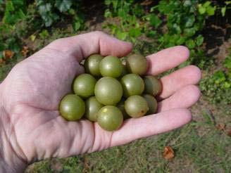 Scuppernong or Muscadine? Scuppernong from the scuppernong river in North Carolina.