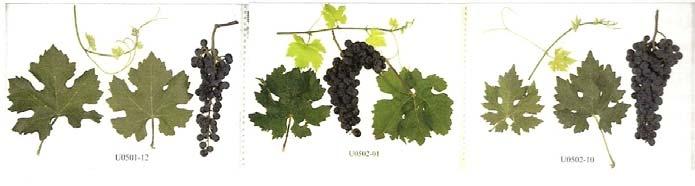 vinifera Genotype % Vinifera Berry Color Brix ph