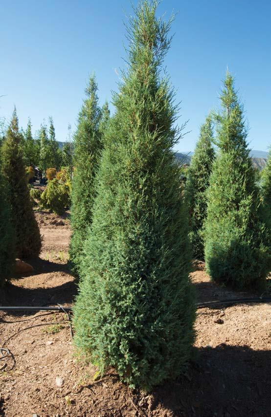 JUNIPERS JUNIPER, BLUE CHIP (JUNIPERUS HORIZONTALIS) Low, spreading branches form tightly to the ground, creating a slightly mounding juniper with slate-blue foliage that turns a plum color during