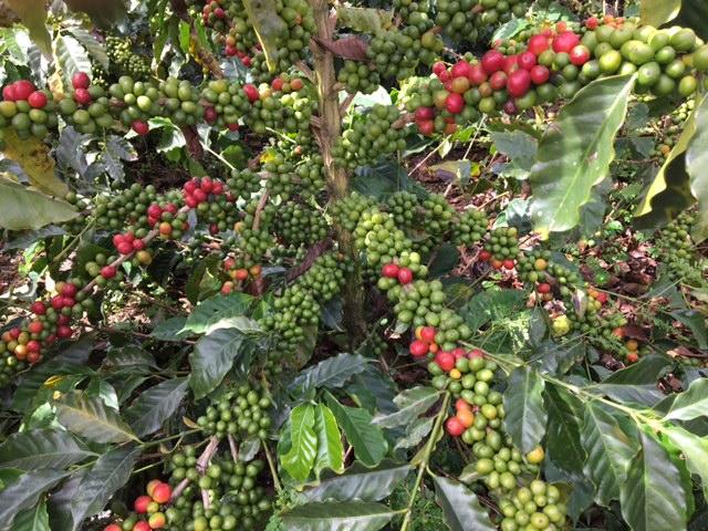 Reasons for Improving Productivity One of the main focus of Cenicafé is generate technologies that improve coffee