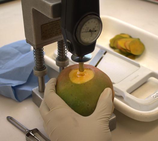 The Mango Maturity and Ripeness Guide (MMRG see appendix) defines five maturity stages for the six most common commercial mango varieties sold in the United States.