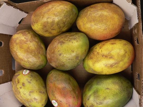 Temperature Management Temperature management is extremely important, as chilling injury is one of the most common problems found in mangos at the retail level in the United States.