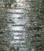 Since the outer bark cannot stretch, it fissures or cracks into plates,