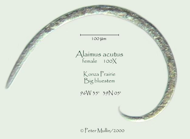 Slika 2. Ženka Alaimus acutus Thorne (Mullin, P., 2000.) Izvor: http://nematode.unl.edu/alacut1.