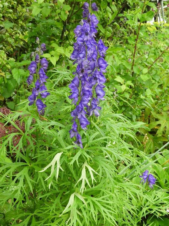 Seems to be a bit of a white-flowered theme above so the last plant to mention is Aconitum napellus subsp. napellus Anglicum Group (previously A. anglicum).