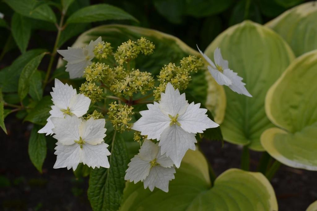 Not another hydrangea: Hydrangea scandens subsp. chinensis f. angustipetala Golden Crane syn.