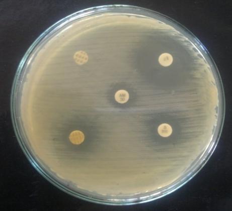 Pseudomonos aeruginosa (MTCC-741) Staphylococcus aureus (MTCC-96) Plate 1: Sensitivity of L. monocytogenes, P. aureginosa, E.