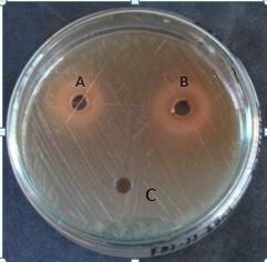 (MTCC-741) Plate 3: Sensitivity of L. monocytogenes, P. aeruginosa, B. cereus and S. aureus against standard catechins 4.