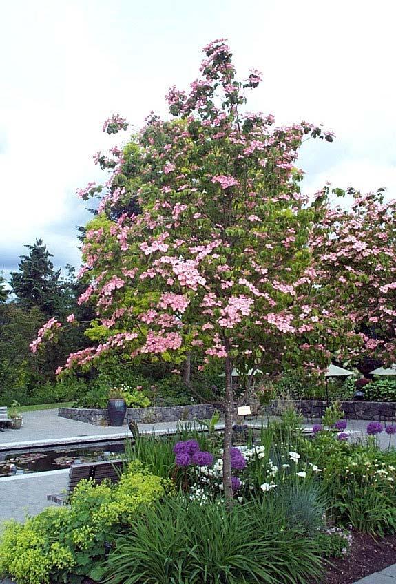 I am Cornus kousa Satomi, but you can call me... Satomi Pink Japanese Dogwood My leaves are a dark green. In the summer, I have rosy pink flowers.
