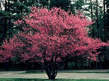 I am Cercis canadensis, but you can call me... Eastern Redbud My leaves are a dark green. In the spring, I have reddish purple buds. I also have rosy pink flowers.