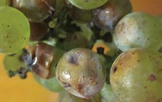 BMSB in Grapes Distinct odor that can taint wine» Smells like fresh cilantro» Other descriptors: skunky, citrusy, piney Direct injury to grapes by piercing and