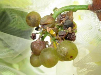 rots, other pathogens» Aborted berries, necrosis