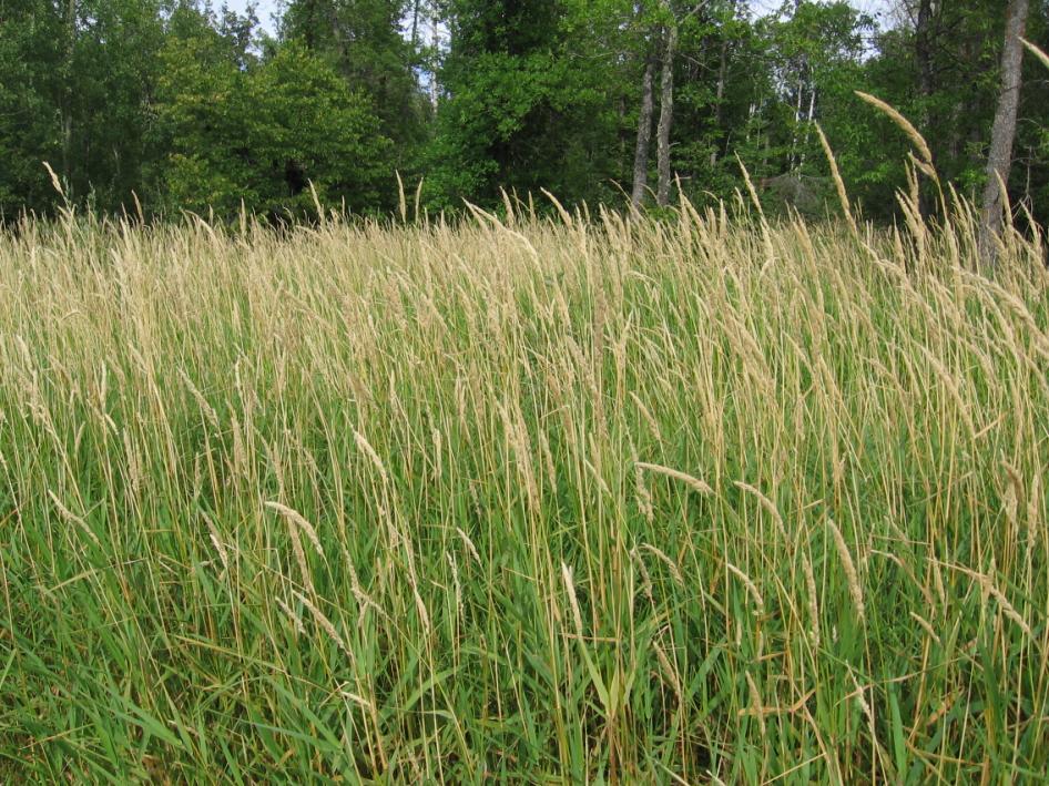 Introduction Cool-season grass native to North America, Europe, and Asia Planted for forage since early 1800 s