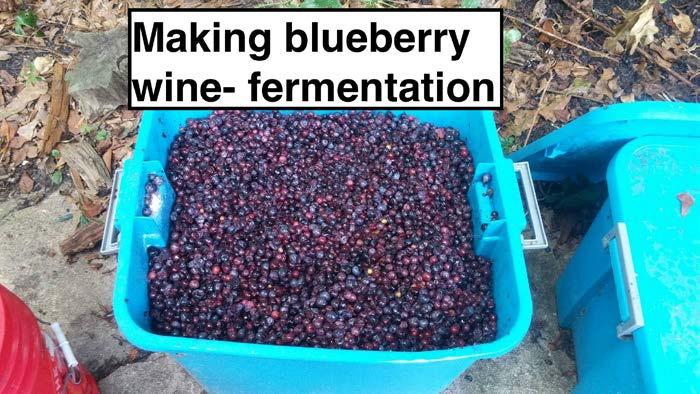 New Blueberry Wine Production 30