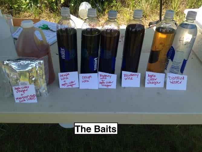 Materials and Methods 7 Baits #1 - Distilled water #2 Apple cider vinegar (ACV) #3 New blueberry wine (BB) #4 - BB wine + ACV (1:1 ratio) #5 - Organic red grape wine (store bought)