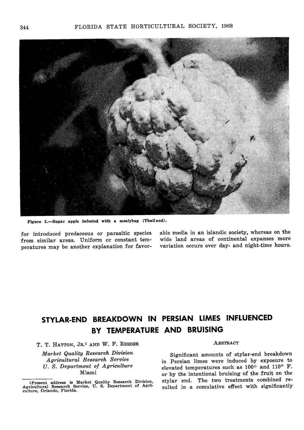 344 FLORIDA STATE HORTICULTURAL SOCIETY, 1968 Figure 5. Sugar apple infested with a mealybug (Thailand). for introduced predaceous or parasitic species from similar areas.