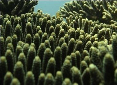 edu) Tabulate coral (image: www.